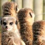 meerkats